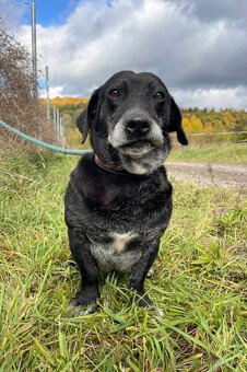 FANNY - psík 7 let - 3