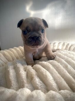 Francouzský buldoček - 3