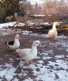 Kachna pižmová - 3