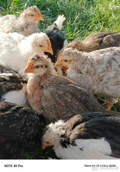 Kohouti stáří 4 týdny - 3