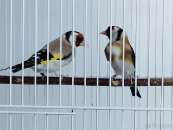 Carduelis Major - 3