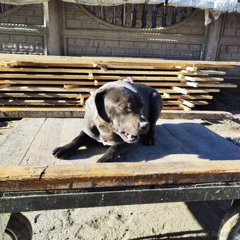 Stafordšírský bulteriér bullterrier modry psik - 3