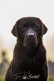 Labradorský retrívr s PP - 3