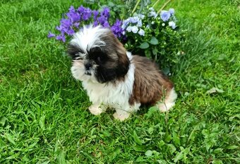 Shih-tzu - prodám štěňátka bez pp - 3
