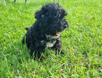 Maltipoo jen fenky - 3