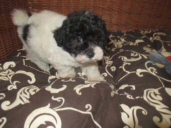 Boloňský psík ruská barevná boloňka - 3