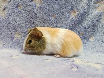 Morče sameček ♂️ - 3