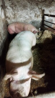 Vykrmené prase - sviňka - 3