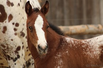 Appaloosa filly Arlina - 3