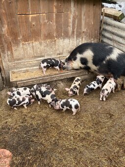 Kune Kune - 3