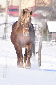 Připouštění Welsh cob - D - 3
