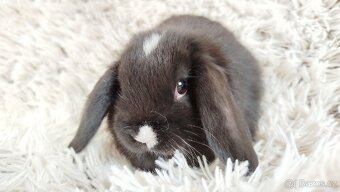 Zakrslý beránek, králíček,králík - DENIS - 3