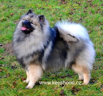 Německý vlčí špic Keeshond štěňata s PP FCI - 3