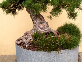 Bonsaj - Borovice, Pinus sylvestris - 3