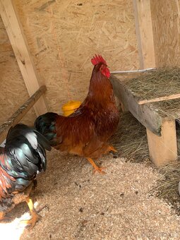 Kohout 🐓 - 3