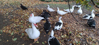 Kachna pižmová - 3