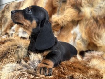 Jezevčík hladkosrstý trpasličí bez PP - 3