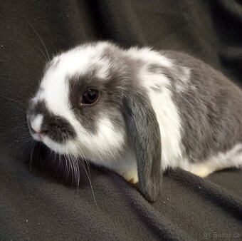 Zakrslý beránek králíček - 3