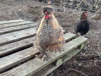 Daruji hedvabnicky velke - kohouti - 3