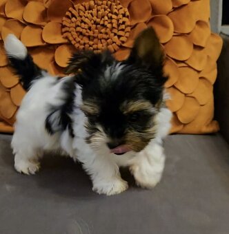 Biewer yorkshire jorkshire terier Monty - 3