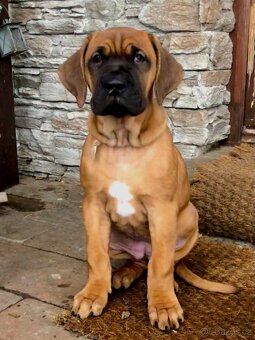 TOSA INU - štěňata s PP - 3