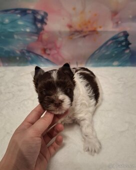 Jorkšírský teriér - biro, biewer - 3