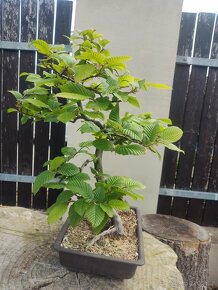 Bonsai yamadori Carpinus betulus habr obecný 3 - 3