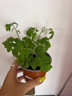 Sazenice rajčata a cherry rajčata 16 druhů - 3