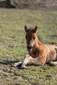 Huculský hřebec, Hucul, malý kůň, pony, hnědý, plavý - 3