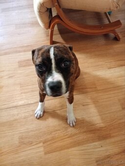 Amstaff fenka - 3