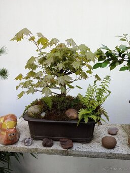 Javor mléč bonsai - 3