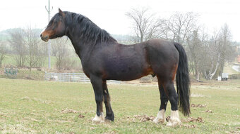 Welsh pony of cob type, sekce C - 3
