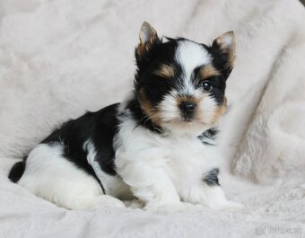 Biewer terrier s PP FCI - 3