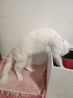 Maine coon kočičky kočky - úhrada aj na časti - 3