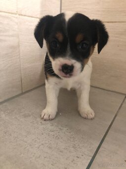 Jack Russell Teriér - 3
