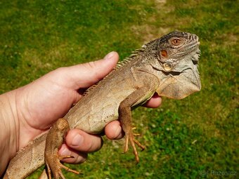 Červený leguán (Iguana iguana) - 3