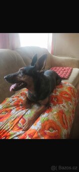 Fenečka kříženec jezevčíka - 3