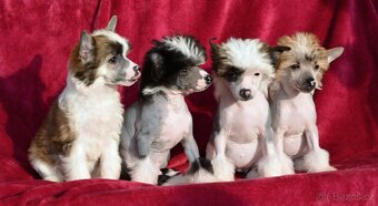 Čínský chocholatý pes s pp - 3