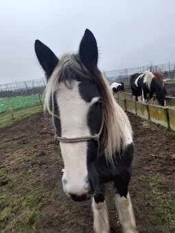 Klisna irský cob - 3