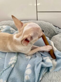 Čivava krátkosrstá bez PP - 3