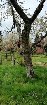 Nabízím zahradu nebo pronájem.vyrazna sleva - 3