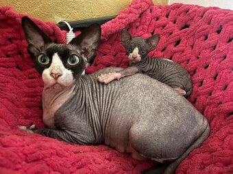 Kanadský sphynx - 3