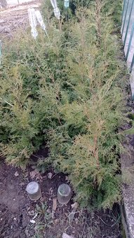 Thuja ocid Brabant - 3