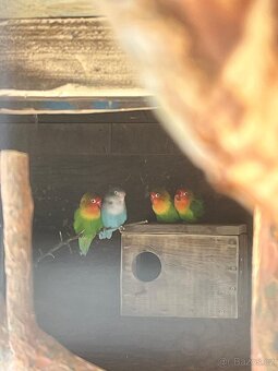 Agapornis - 3