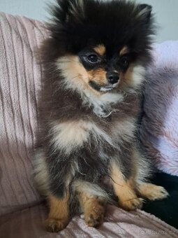 Pomeranian mini - 3