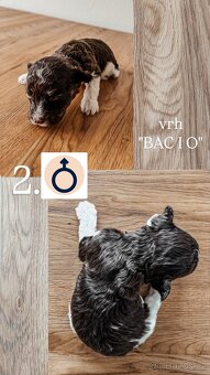 Prodám štěňata lagotto romagnolo - italský vodní pes - 3