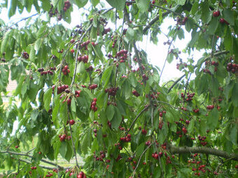 Třešně chrupky - 3