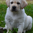 Labrador retriever - žlutý pejsek s PP - 3