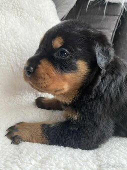 Štěňe Rotvajlera - 3
