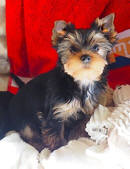 Jorkšírský terier Yorkshire terrier - 3